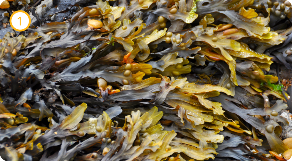 Poema - Material Seaweed